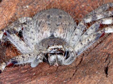 Image of Isopedella pessleri (Thorell 1870)