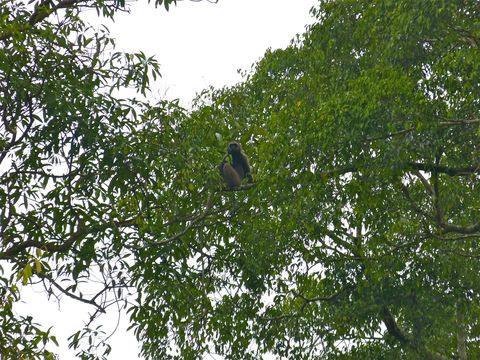 Image of northern Müller's Bornean gibbon