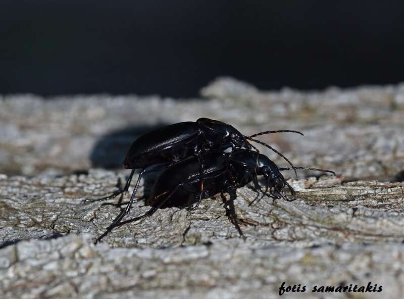 Image of Carabus (Procrustes) banonii Dejean 1829