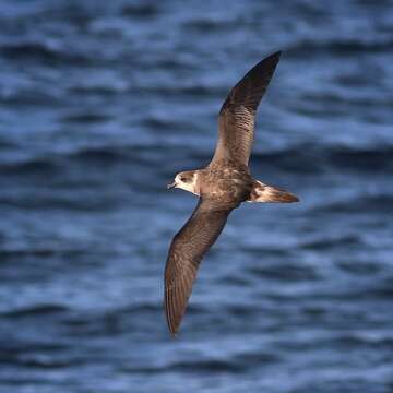 Image of Bermuda Petrel