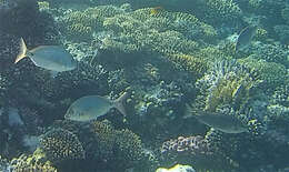 Image of Arabian pinfish