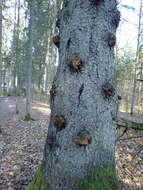 Image of Phellinus chrysoloma (Fr.) Donk 1971