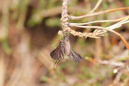 Imagem de Empis borealis Linnaeus 1758