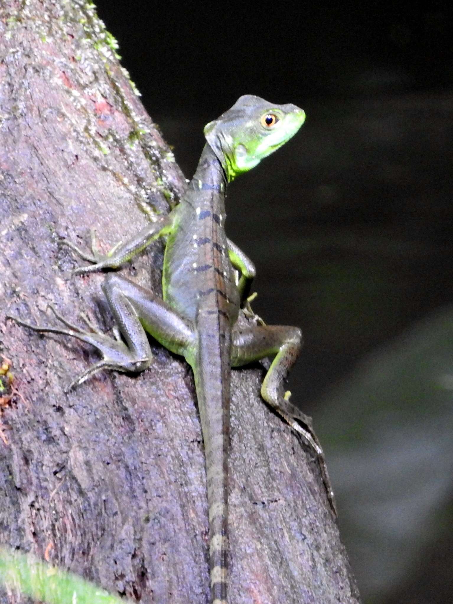 Image of Green Basilisk