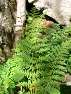 Image of Dryopteris villarii (Bell) Woynar ex Schinz & Thell.