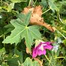 Слика од <i>Malva assurgentiflora</i> subsp. <i>glabra</i> (Philbrick) M. F. Ray