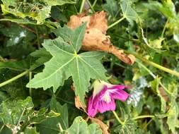 Imagem de <i>Malva assurgentiflora</i> subsp. <i>glabra</i> (Philbrick) M. F. Ray