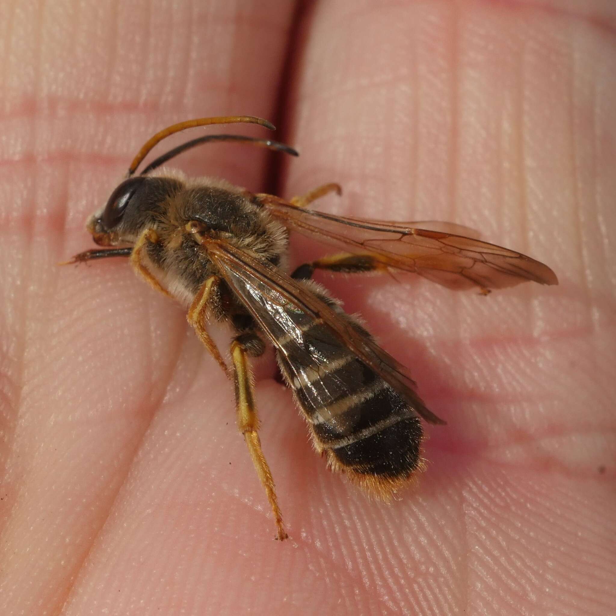 Image of Halictus quadricinctus (Fabricius 1776)