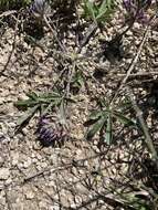 Psoralea hypogaea Torr. & A. Gray resmi