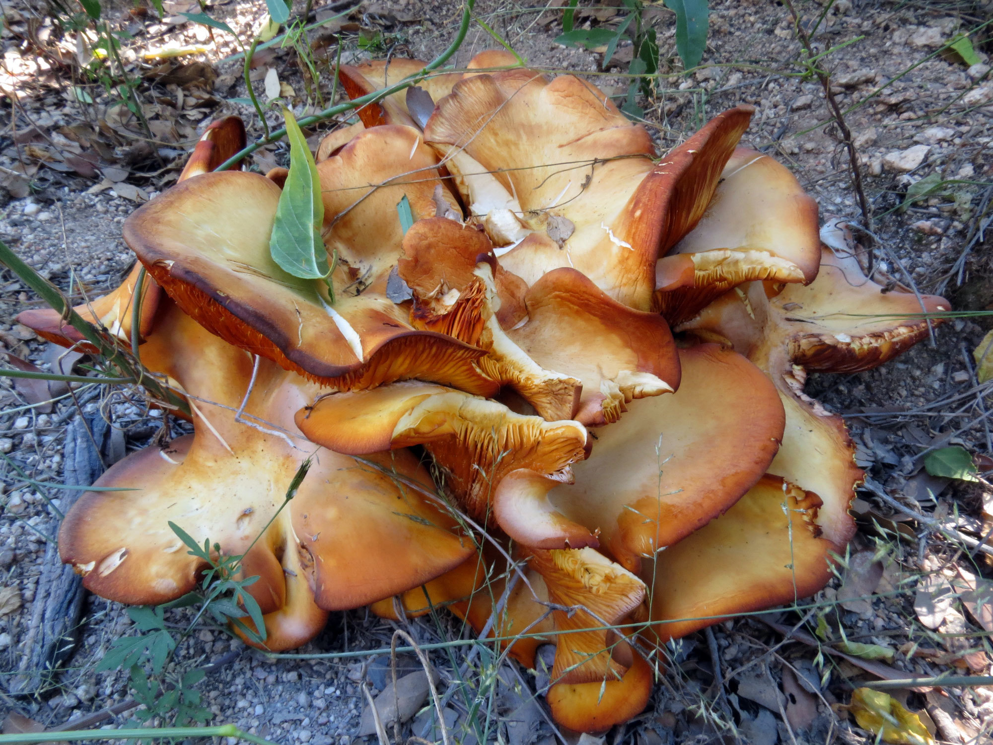 Western Jack O Lantern Mushroom Encyclopedia Of Life