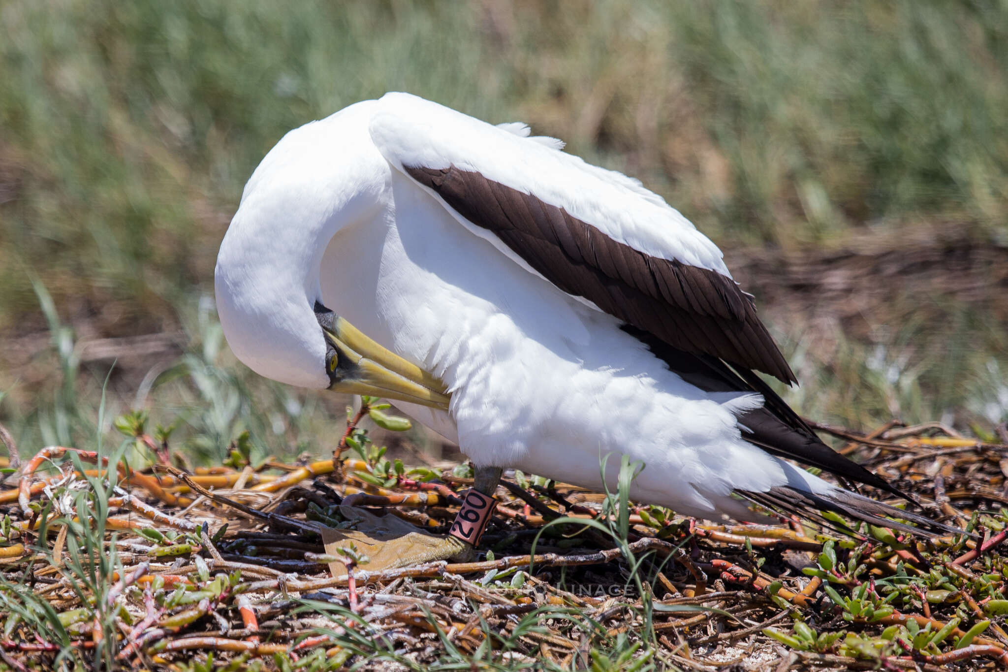 Image of Masked Booby