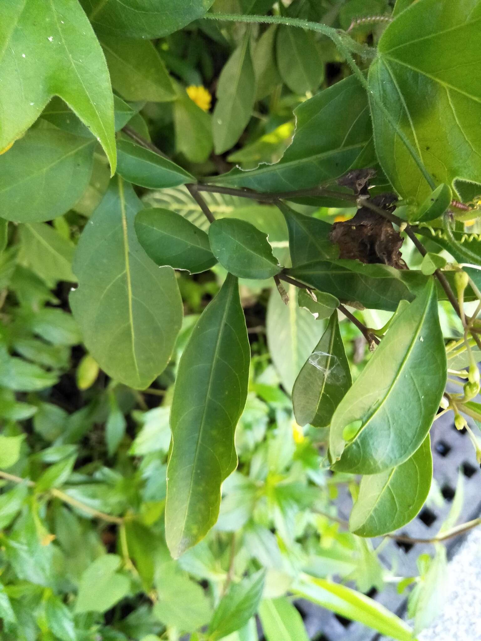 Image of twoleaf nightshade