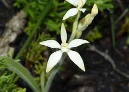 Image of Caladenia marginata Lindl.