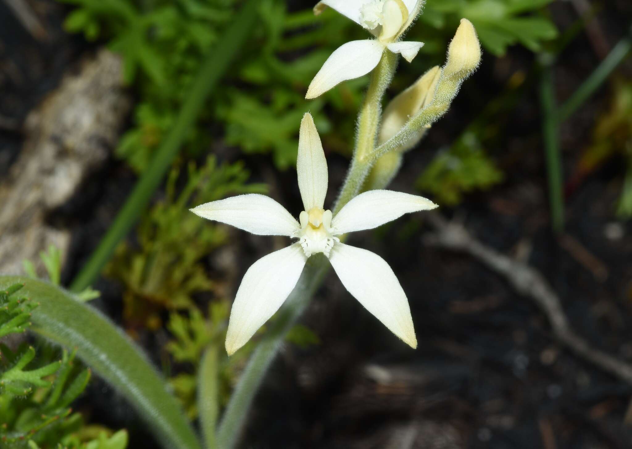 Image of Caladenia marginata Lindl.