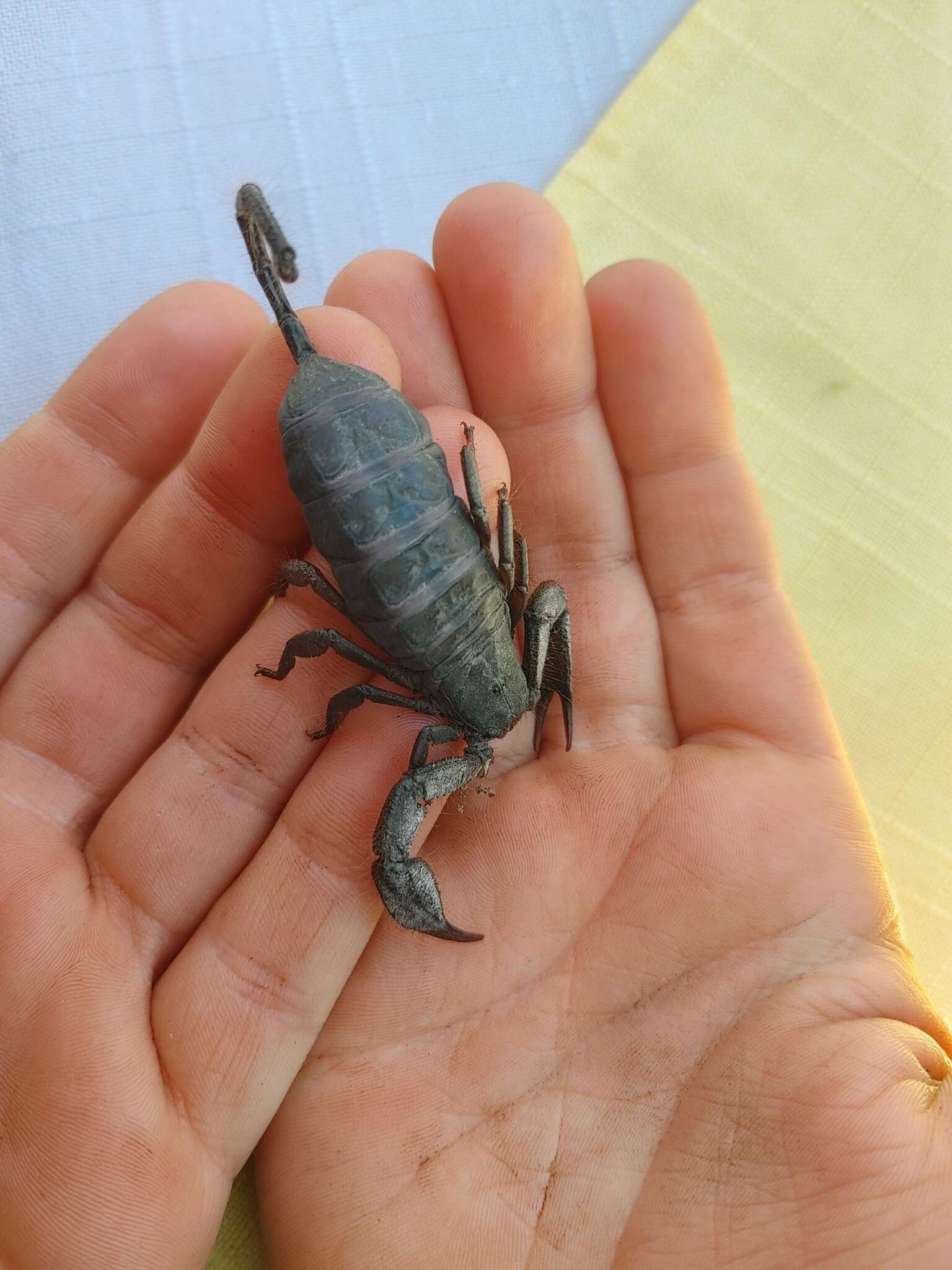 Image of Magaliesberg Rock Scorpion