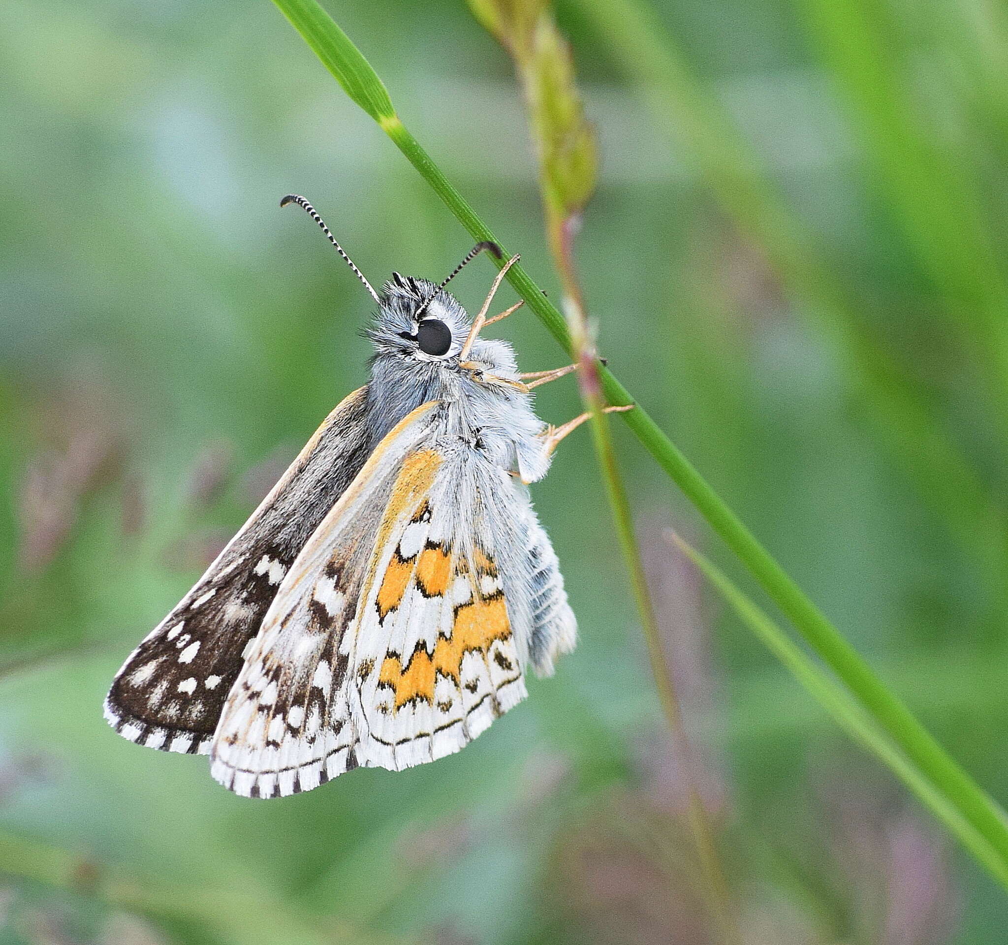 Image of Pyrgus sidae Esper 1784