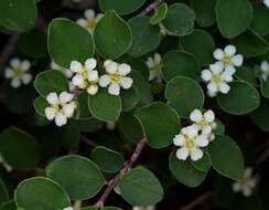 Plancia ëd Cotoneaster nummularius Fisch. & C. A. Meyer