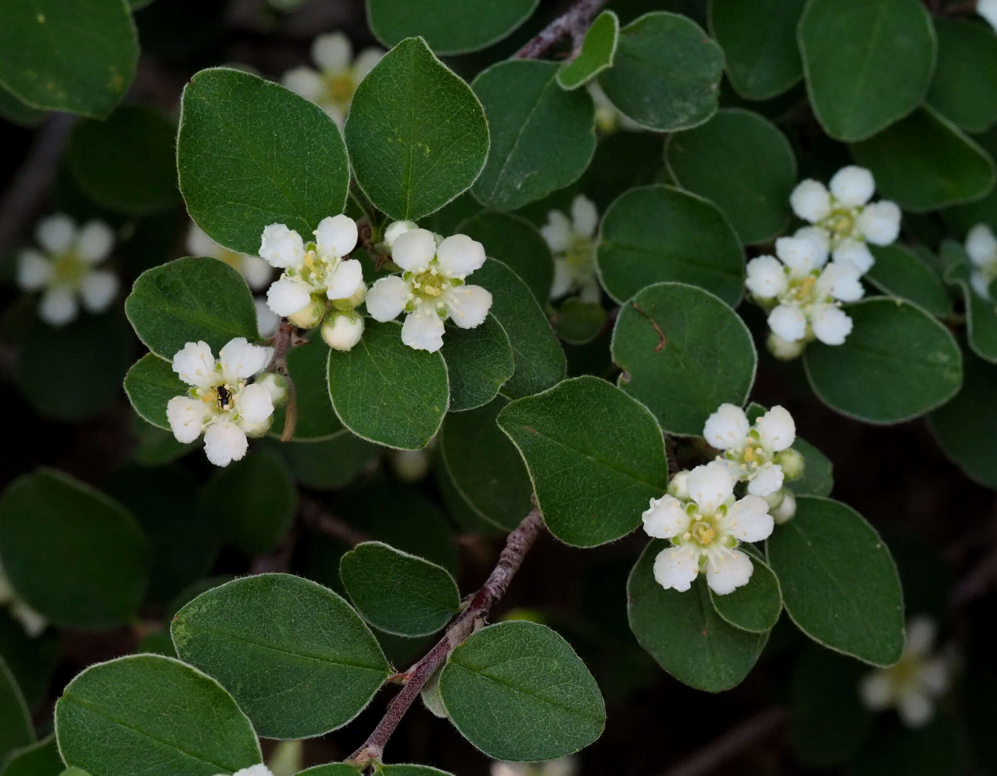 Imagem de Cotoneaster nummularius Fisch. & C. A. Meyer