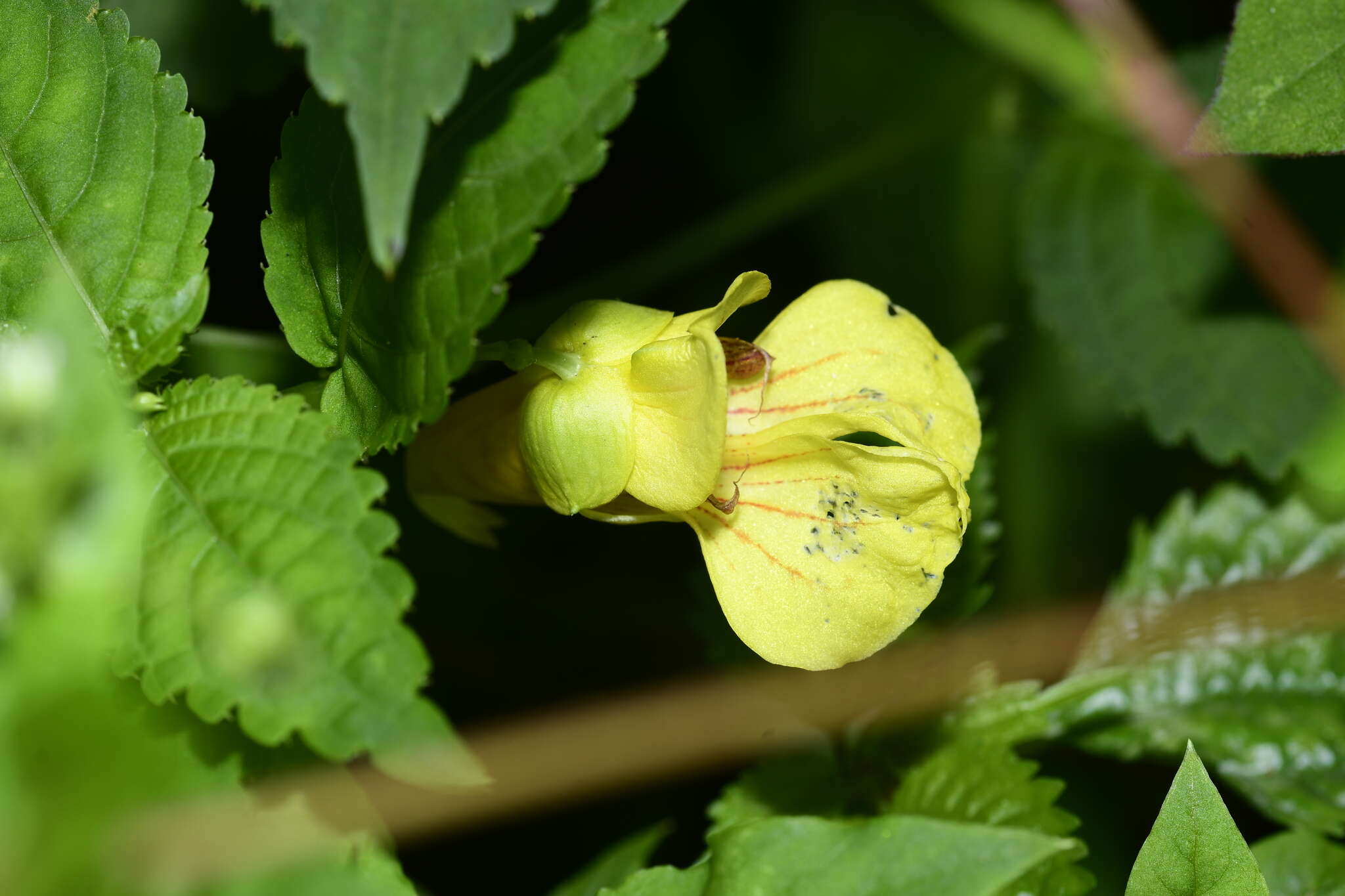 Impatiens davidii Franchet resmi