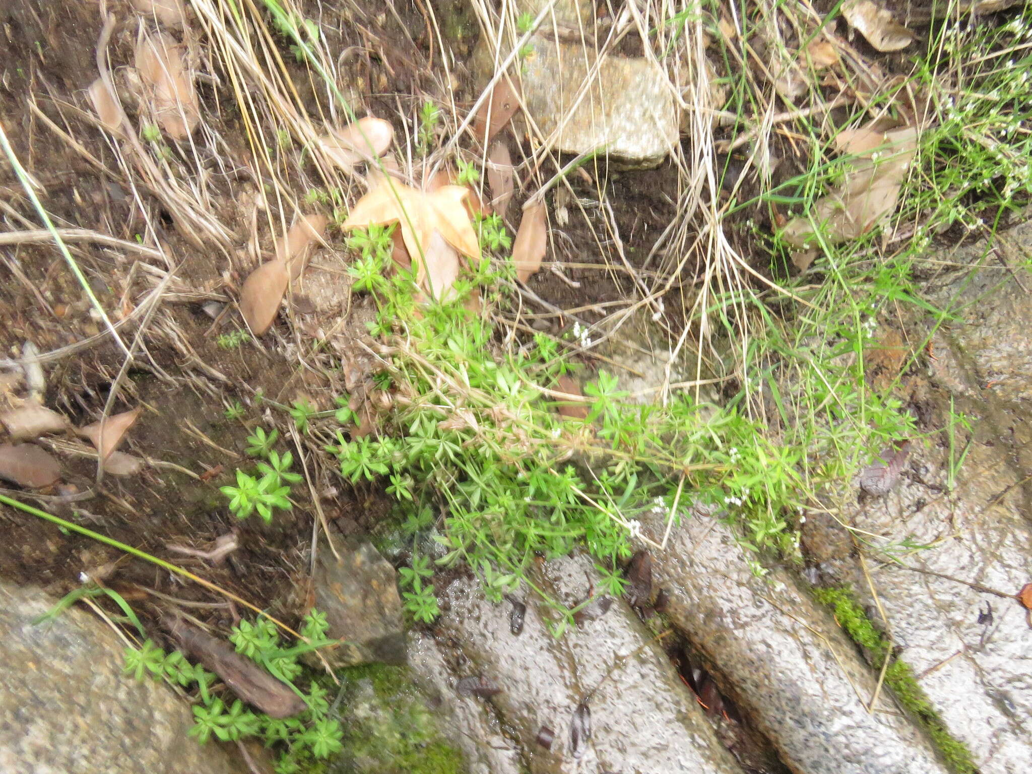 Galium mexicanum Kunth resmi