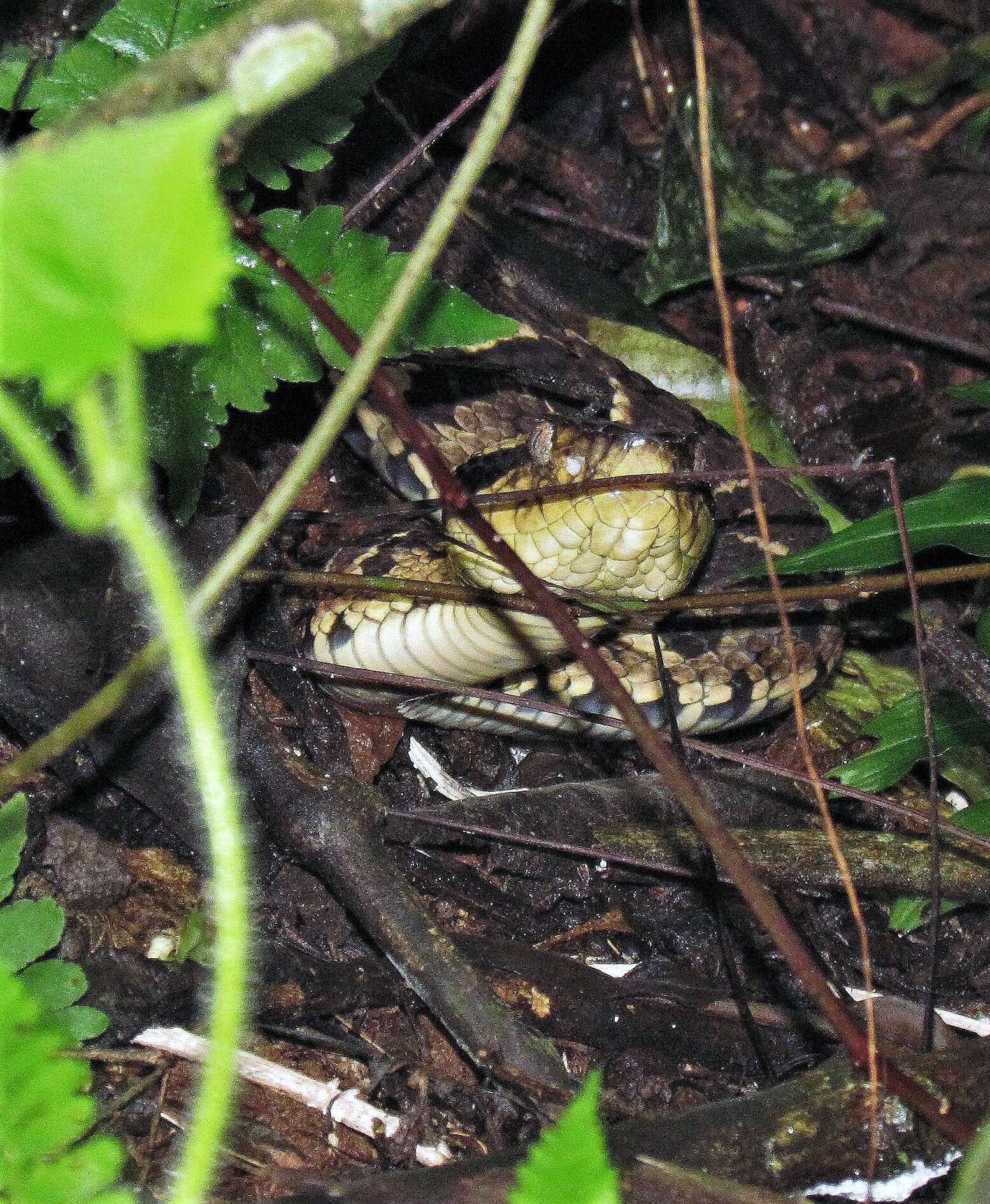 صورة Bothrops jararacussu Lacerda 1884