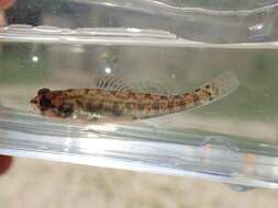 صورة Etheostoma gracile (Girard 1859)