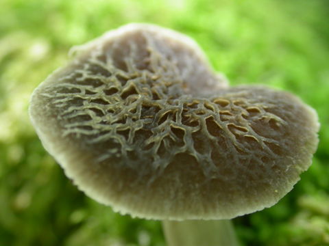 Image of <i>Pluteus thomsonii</i> (Berk. & Broome) Dennis 1948