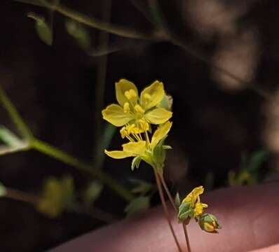 Image of twocarpel dwarf-flax