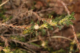 Image of Margyricarpus pinnatus (Lam.) Kuntze