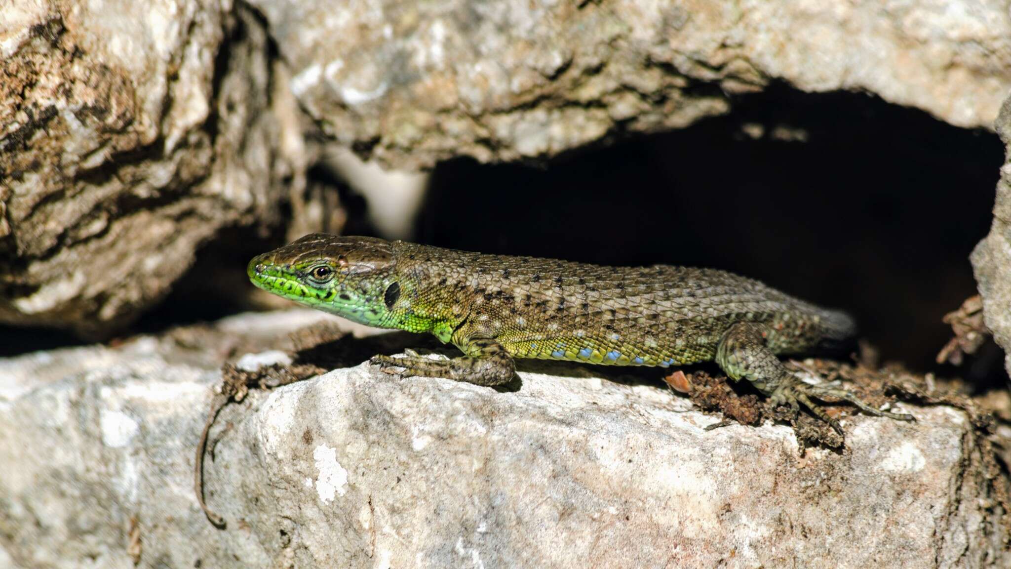 Image of Blue-throated Keeled Lizard