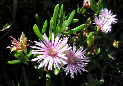 Image of Lampranthus sparsiflorus L. Bol.