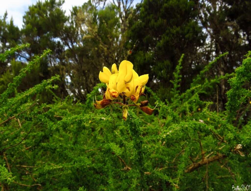 Image of Canary Island flatpod