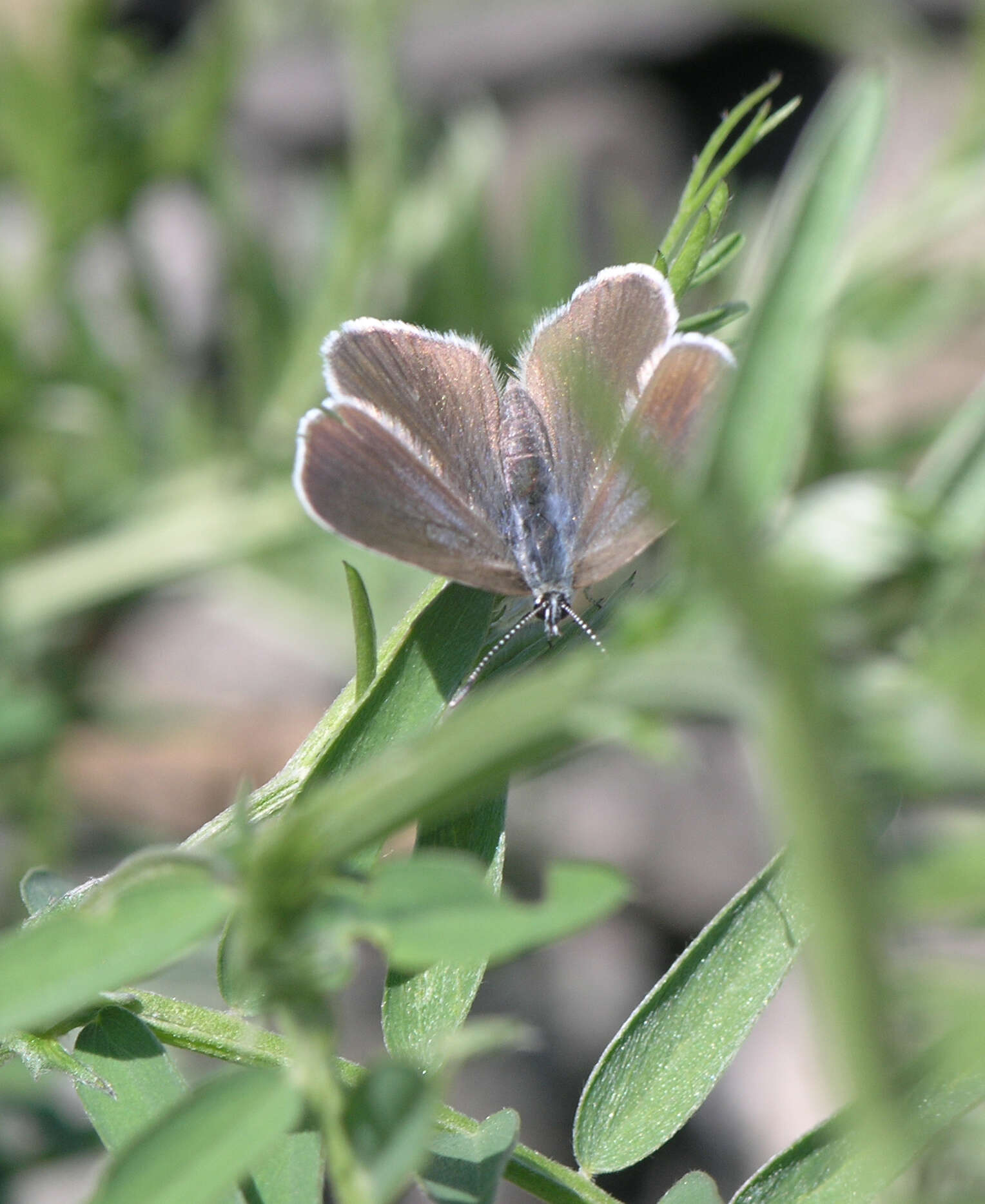 Imagem de Glaucopsyche lycormas (Butler 1866)