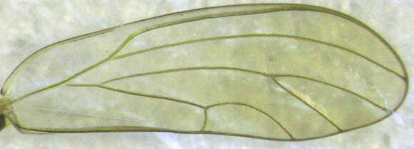 Image of Eucalyptolyma