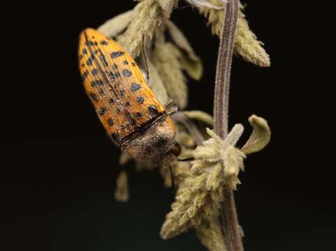 Слика од Acmaeodera princeps Kerremans 1909