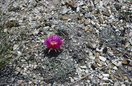 Image of Echinopsis tiegeliana (Wessner) D. R. Hunt