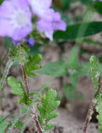 Phacelia strictiflora (Engelm. & Gray) A. Gray的圖片