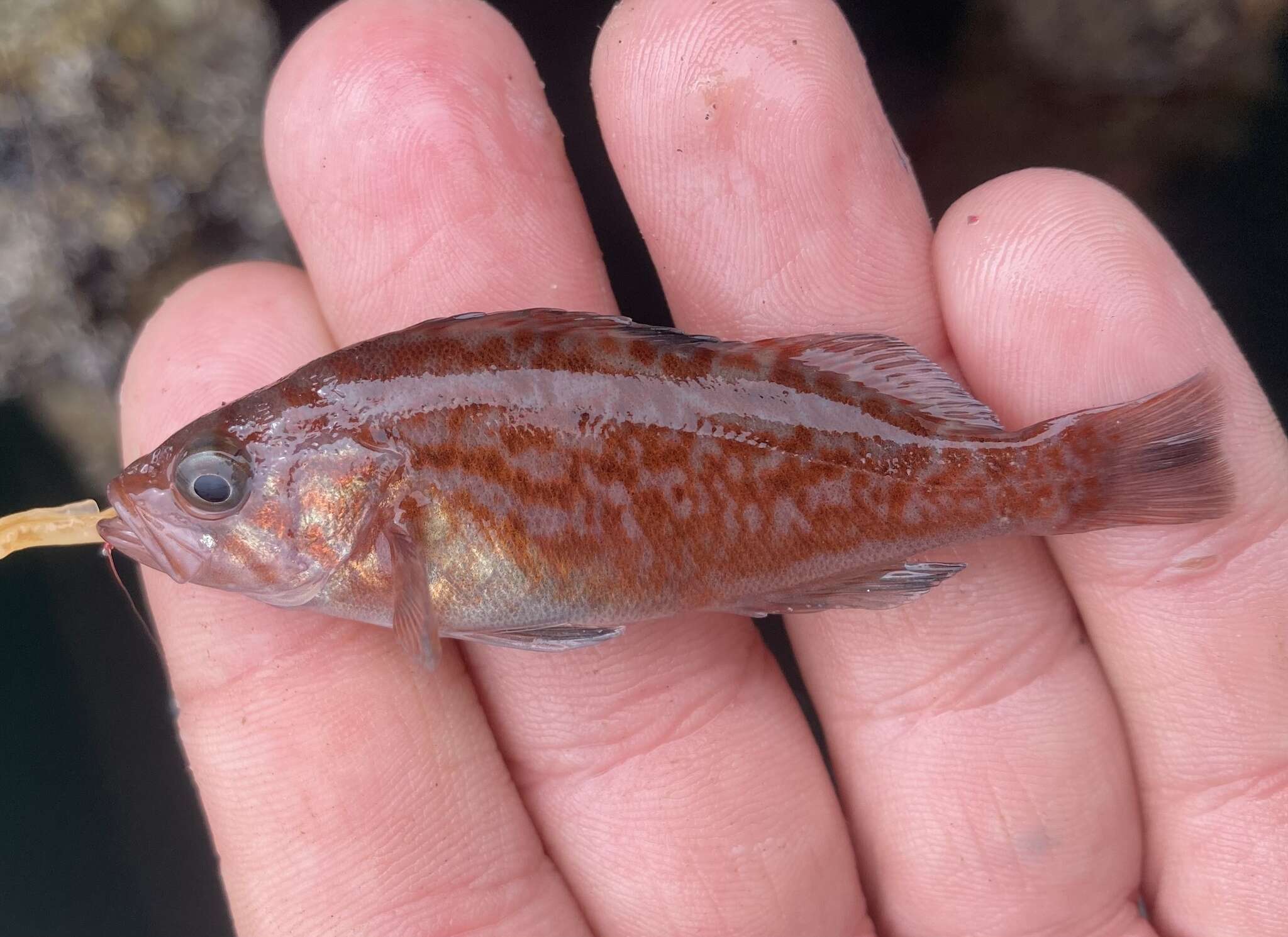 Image of Blue rockfish