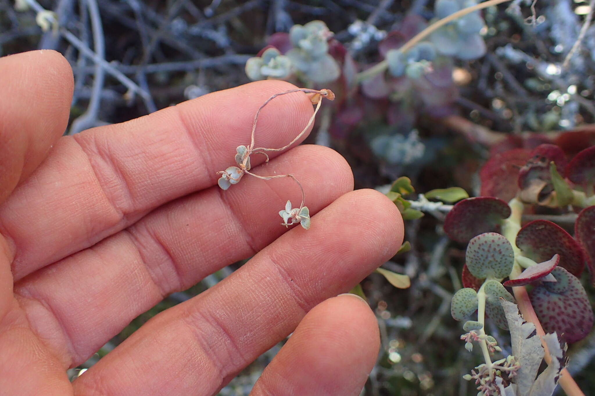 Image of Crassula cordata Thunb.