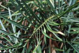 Image of Macrozamia fawcettii C. Moore