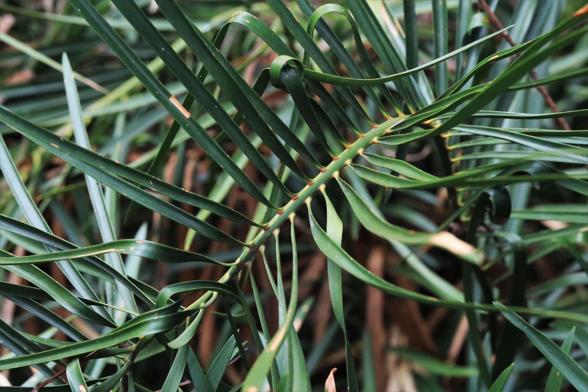 Image of Macrozamia fawcettii C. Moore