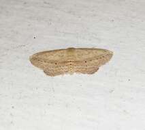 Image of Scopula emissaria Walker 1861