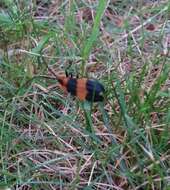 Image of Banded Net-wing