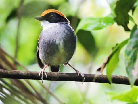 Image of Black-cheeked Gnateater