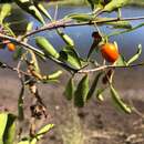 Image de Elaeodendron australe var. angustifolium Benth.