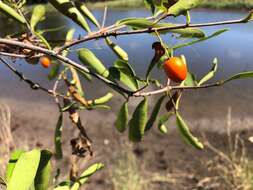 Image of Elaeodendron australe var. angustifolium Benth.