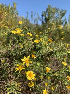 Image of Osteospermum spinosum L.