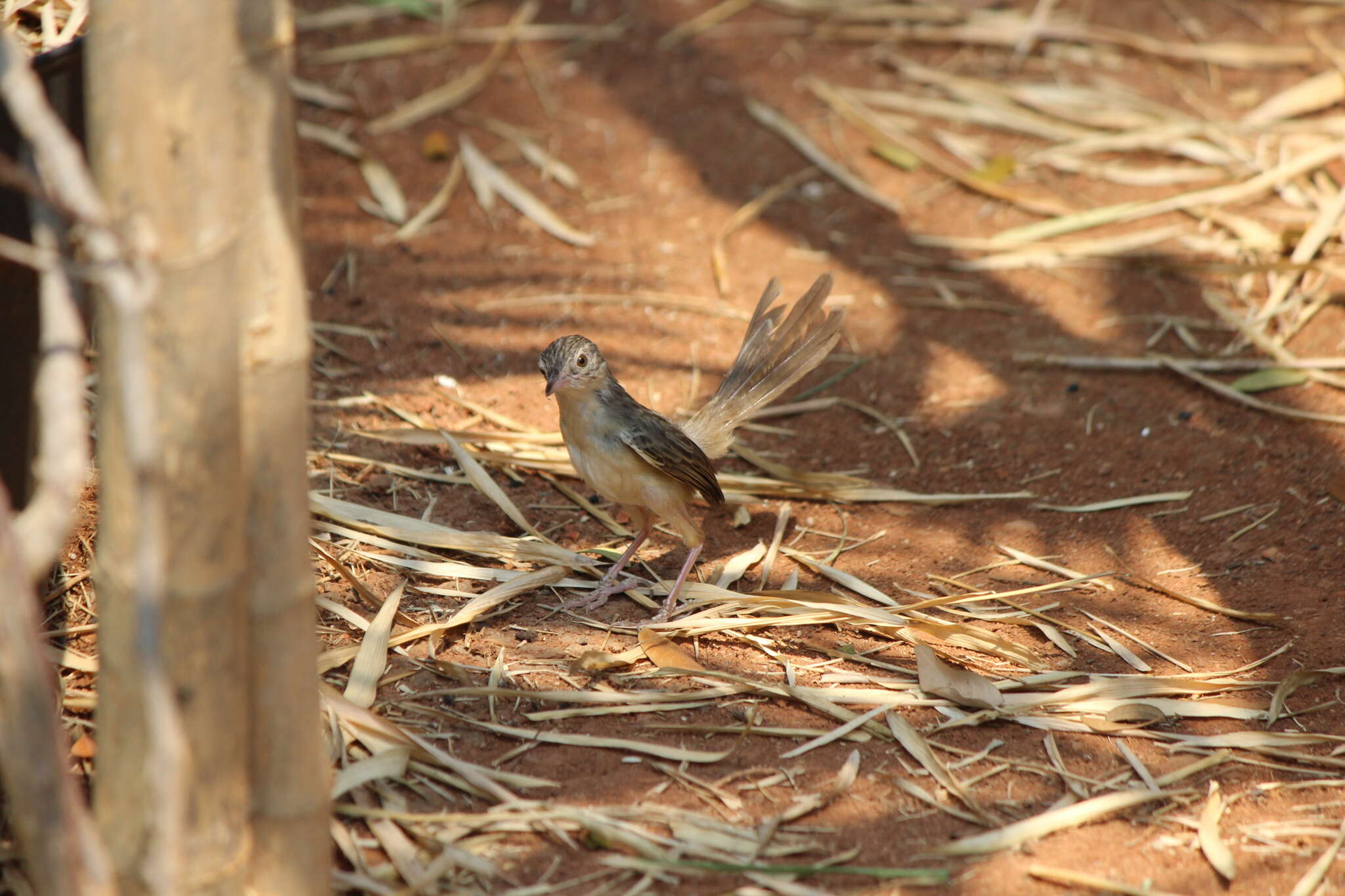 Image of Brown Prinia