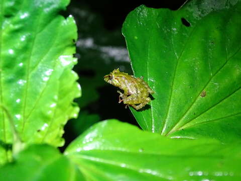 Image of Llanganates Rain Frog; Cutin de los Llanganates