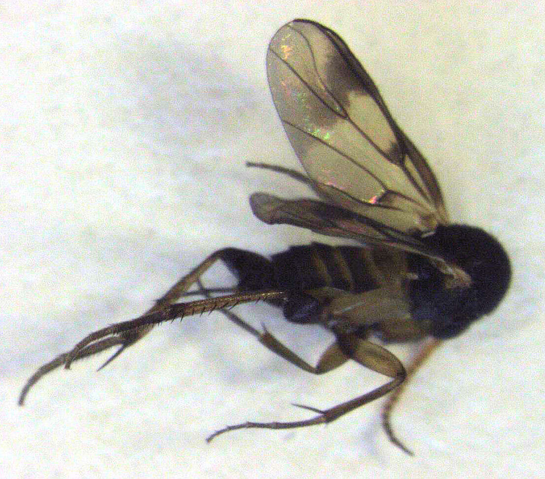 Image of Sigmoleia melanoxantha Tonnoir & Edwards 1927